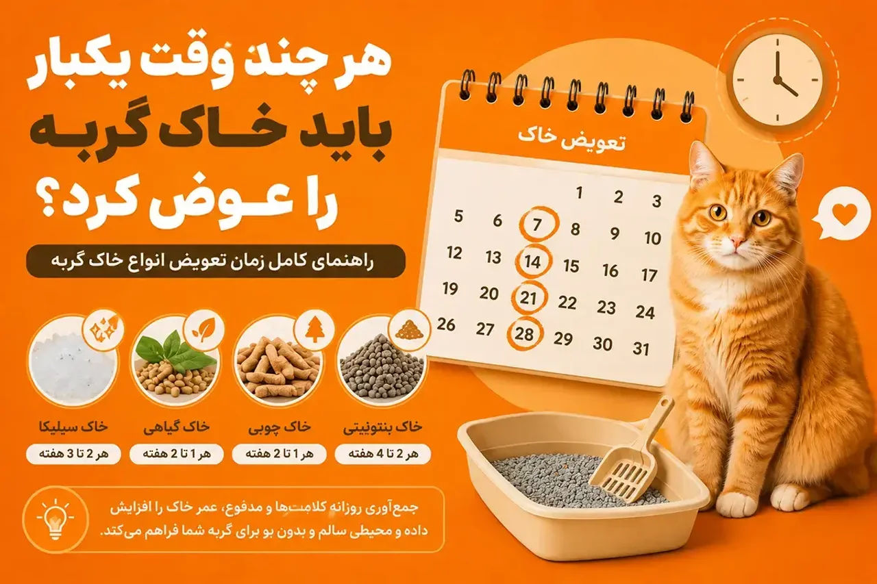 هر چند وقت یکبار باید خاک گربه را عوض کرد؟ راهنمای کامل زمان تعویض خاک گربه