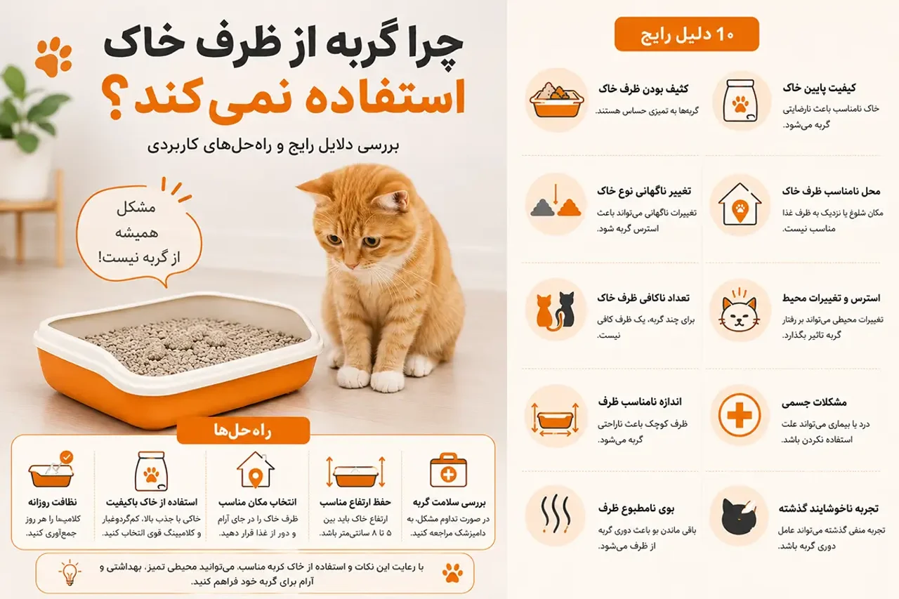 چرا گربه از ظرف خاک استفاده نمیکند؟ بررسی ۱۰ دلیل رایج و راهحلهای کاربردی